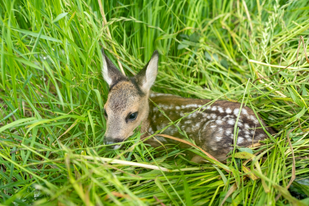 Gefahr für Kitze Image